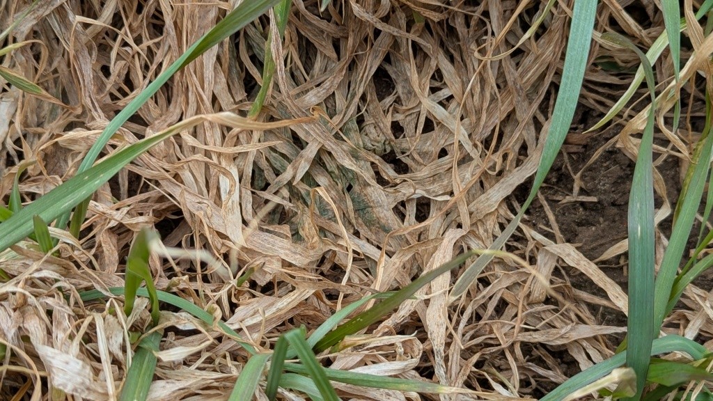 Closeup of snow mold .jpg